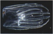 Mnemiopsis Leidyi